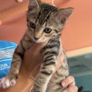 BOB, Baby Male Domestic Medium Hair