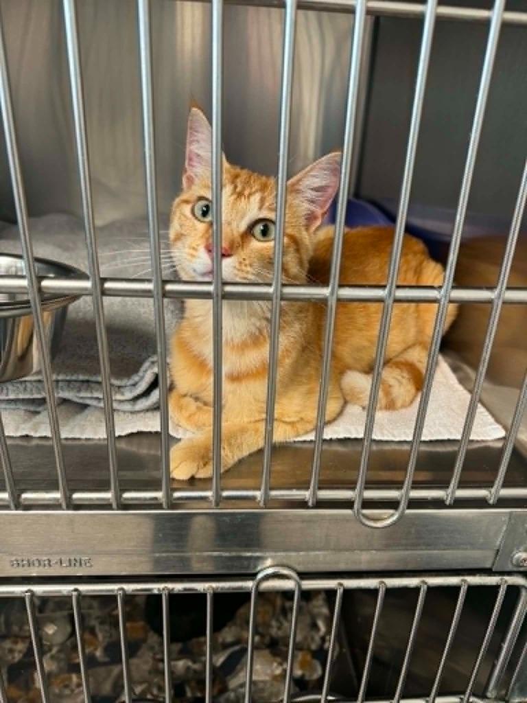 Camper Joe, Adoptable, Young Male Domestic Short Hair.