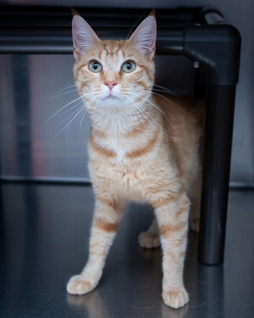 Enlarge Camper Joe, a Adopted mixed breed in Boone, IA image 2/2