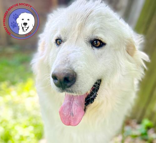 Felicity, Adult Female Great Pyrenees