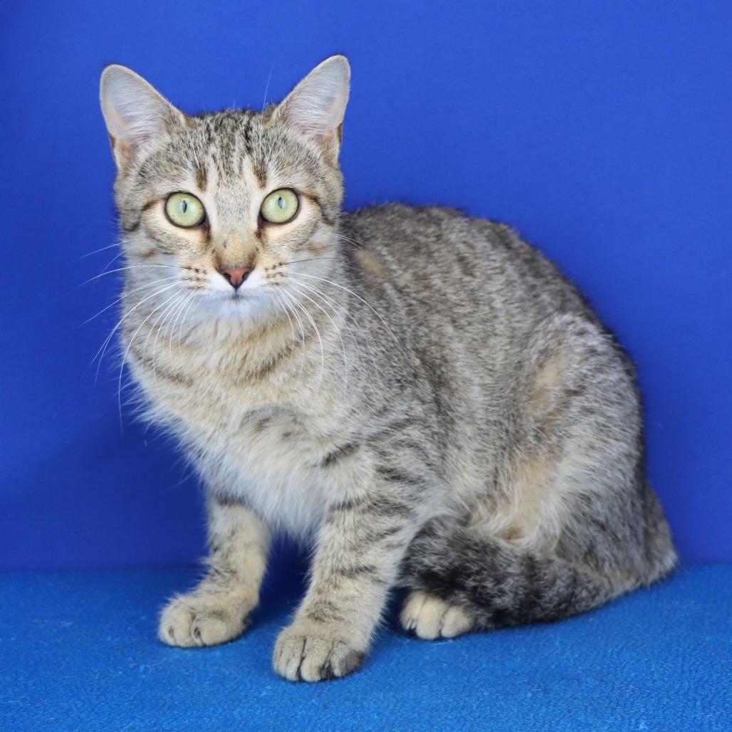 Maya 060420U, a Adoptable Domestic Short Hair in Tupelo, MS image 3/3