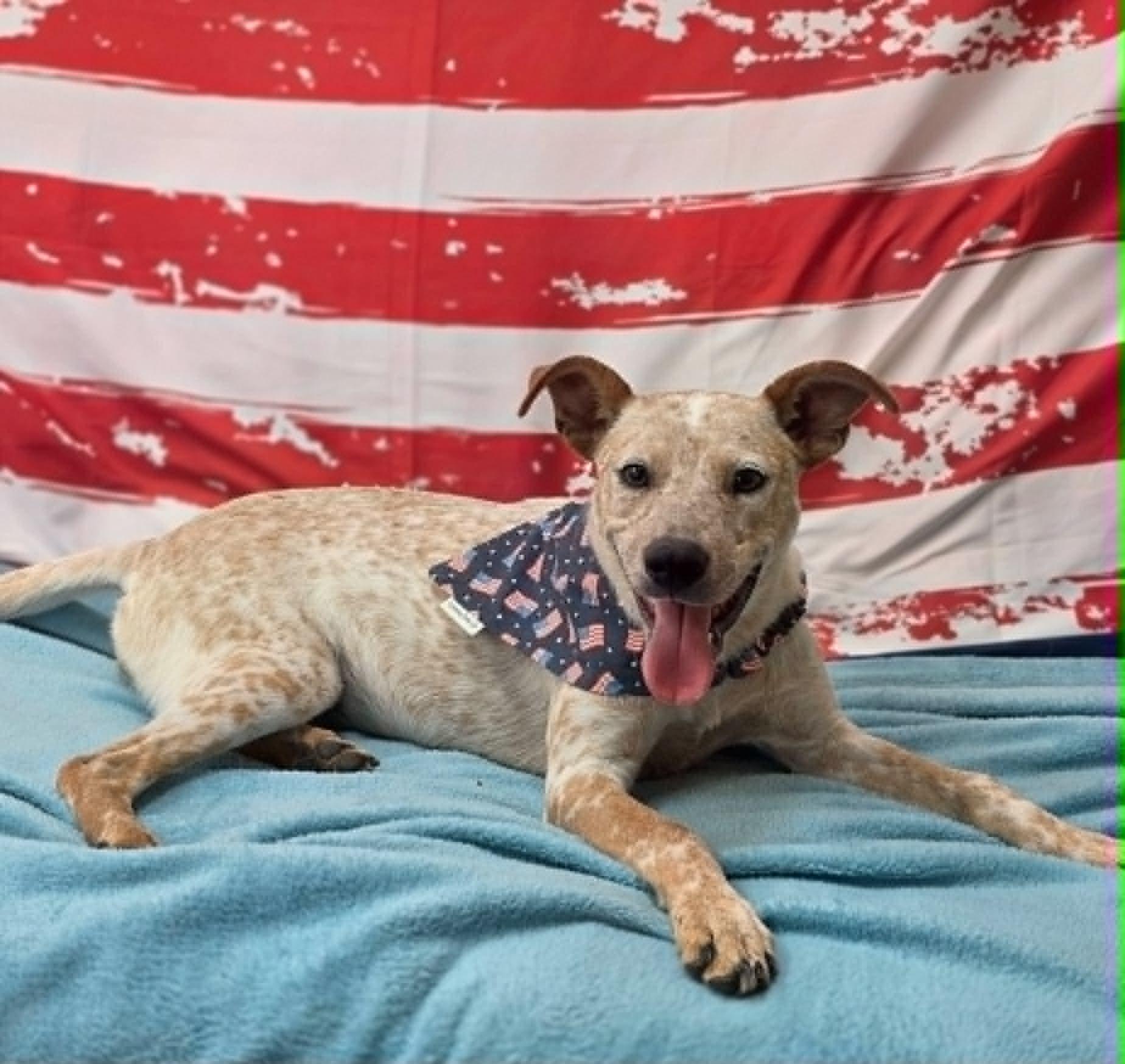 Enlarge Megan, an adopted mixed breed in Bishopville, SC image 1/1