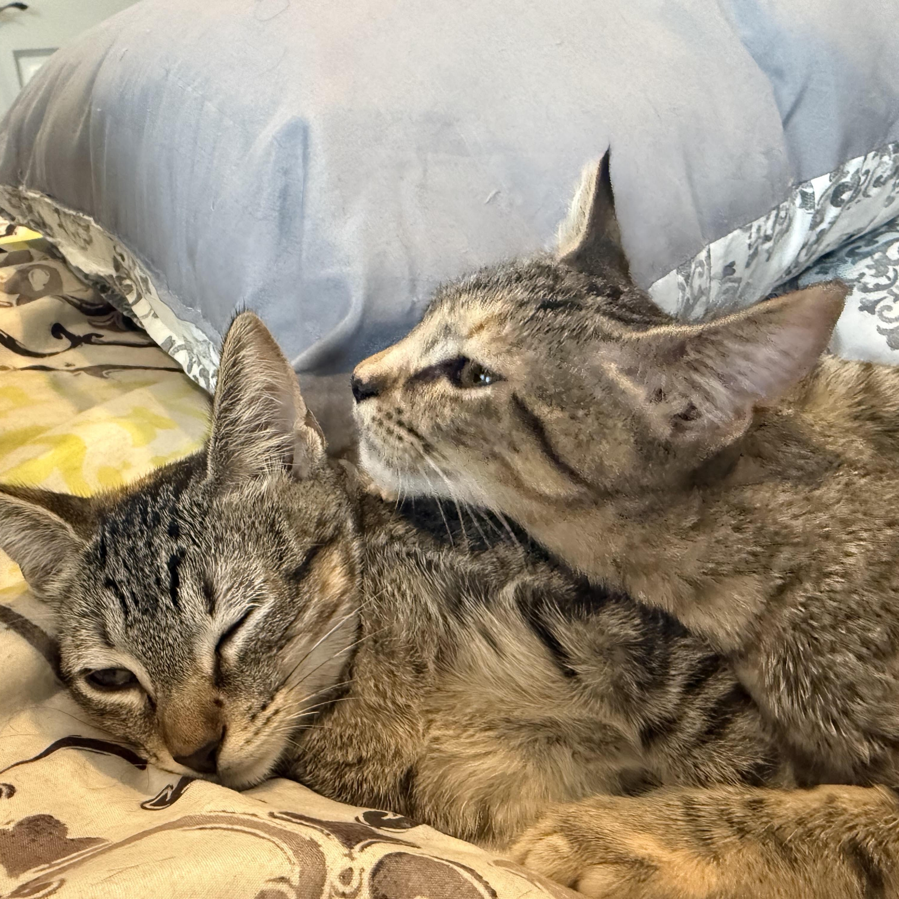 Enlarge Robin, a Adoptable Domestic Short Hair in Latham, NY image 2/5