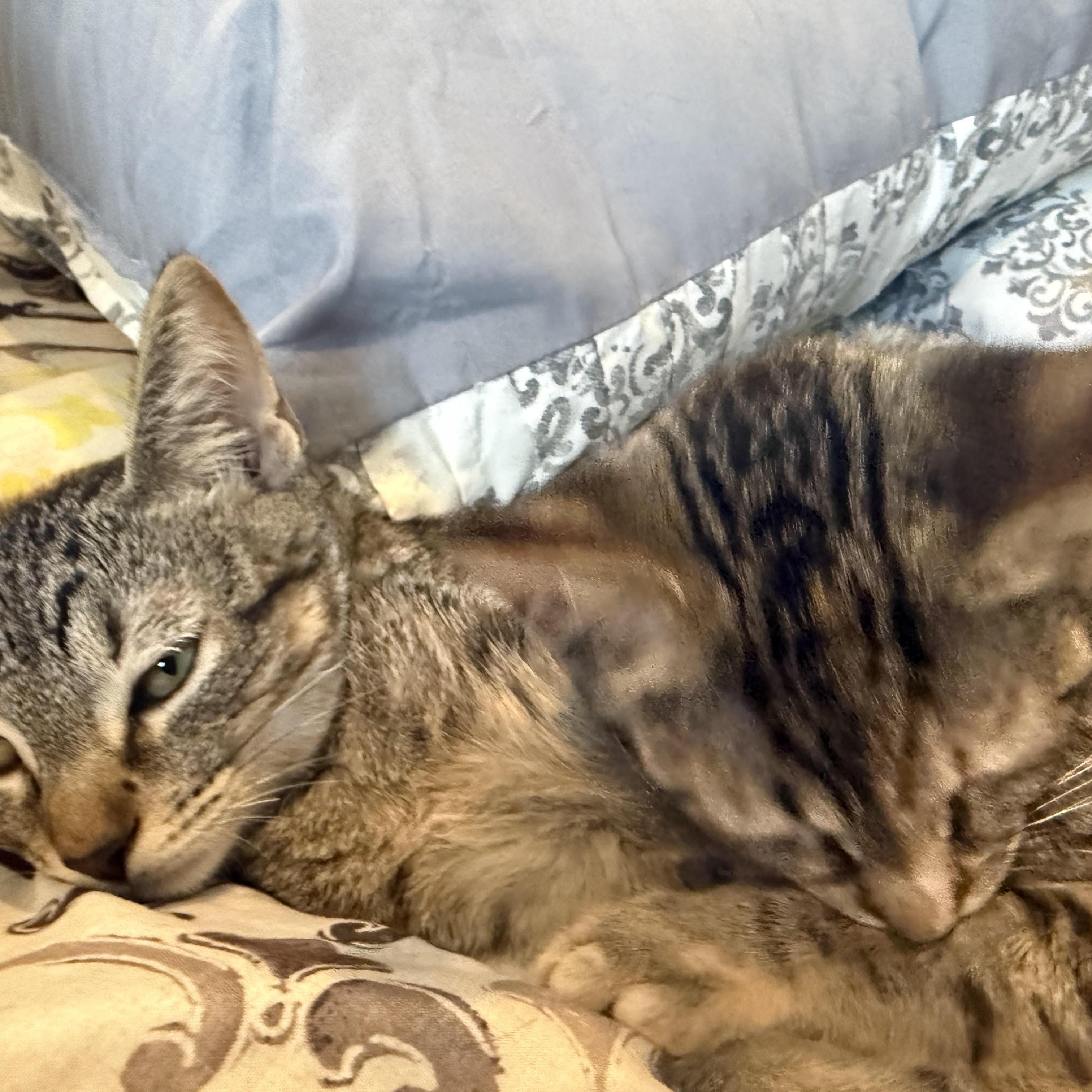 Enlarge Robin, a Adoptable Domestic Short Hair in Latham, NY image 4/5