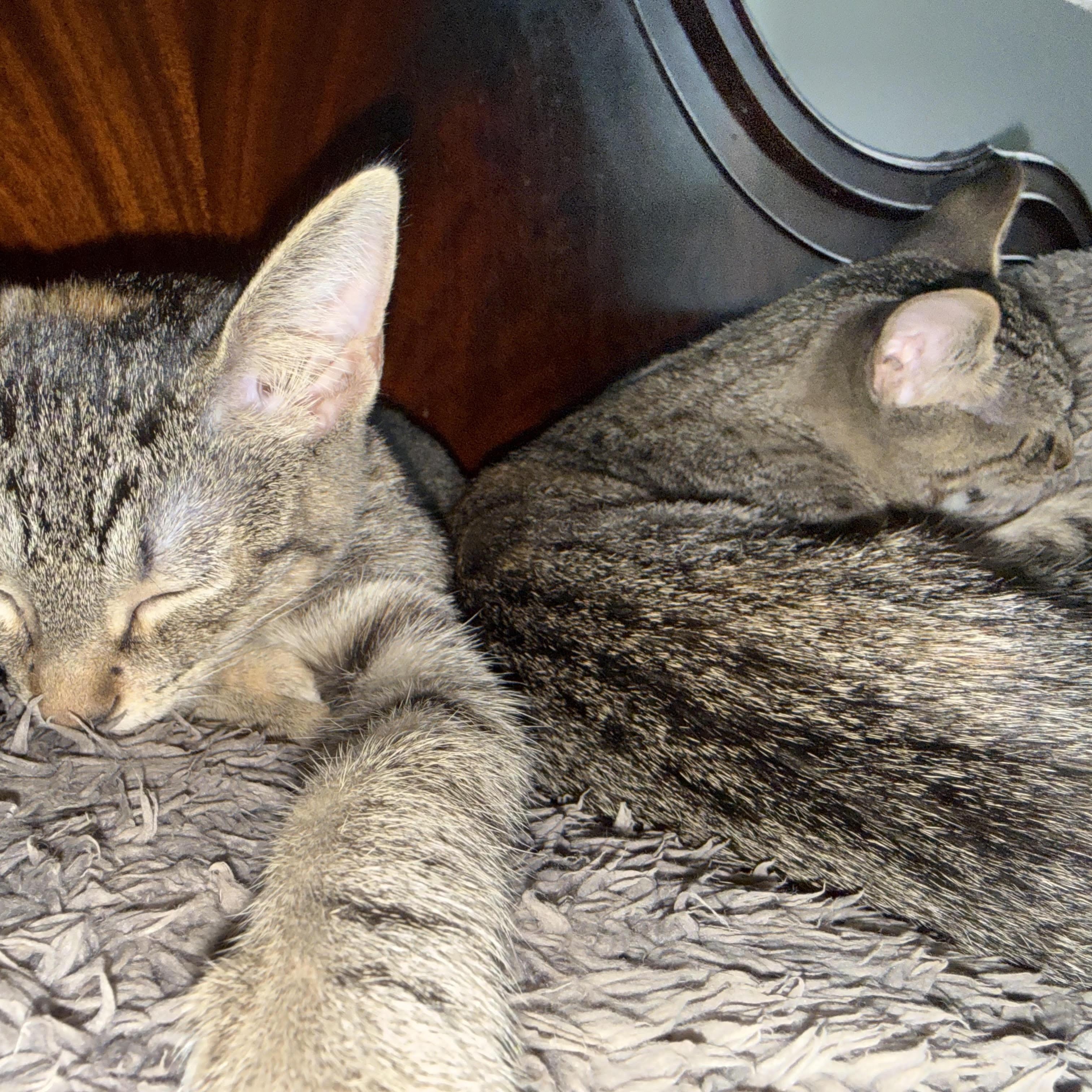 Enlarge Robin, a Adoptable Domestic Short Hair in Latham, NY image 3/5