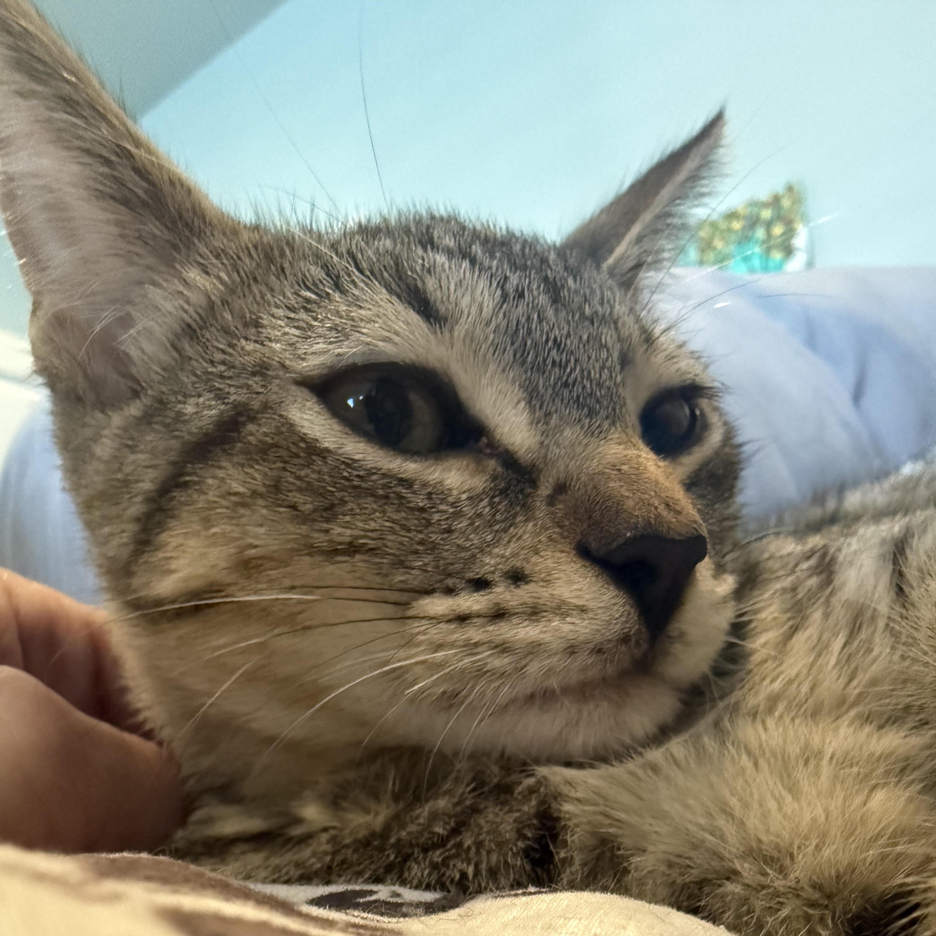 Robin, Adoptable, Kitten Female Domestic Short Hair.