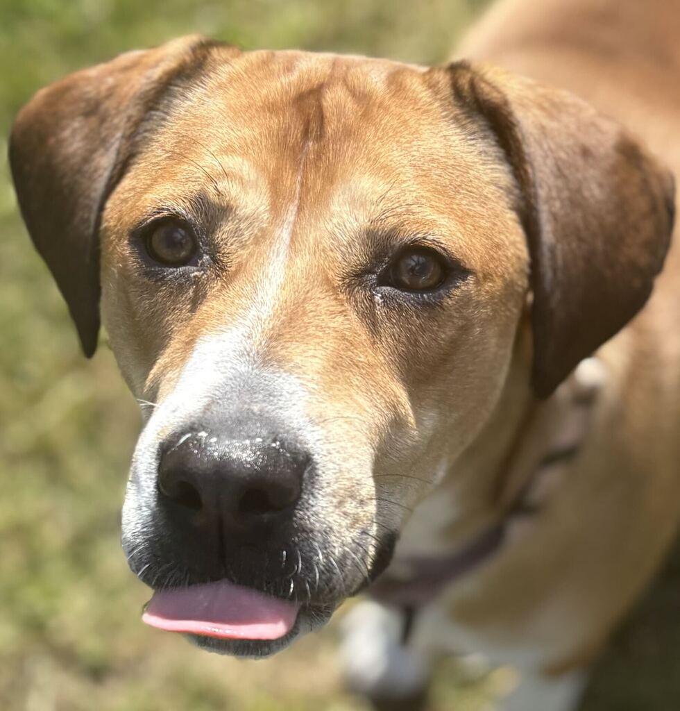 Jammy, Adoptable, Adult Male Hound.