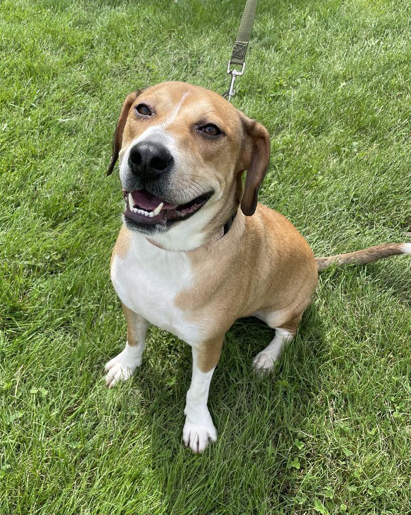Enlarge Jammy, a Adoptable Hound in Jackson, MI image 6/6
