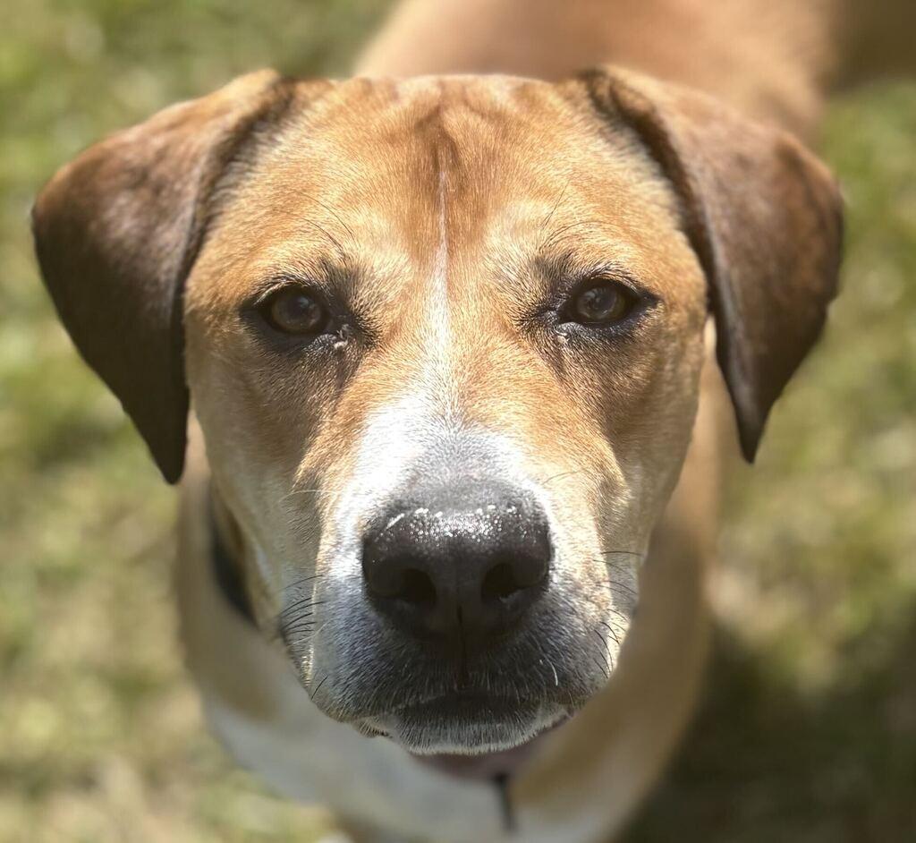 Enlarge Jammy, a Adoptable Hound in Jackson, MI image 2/6