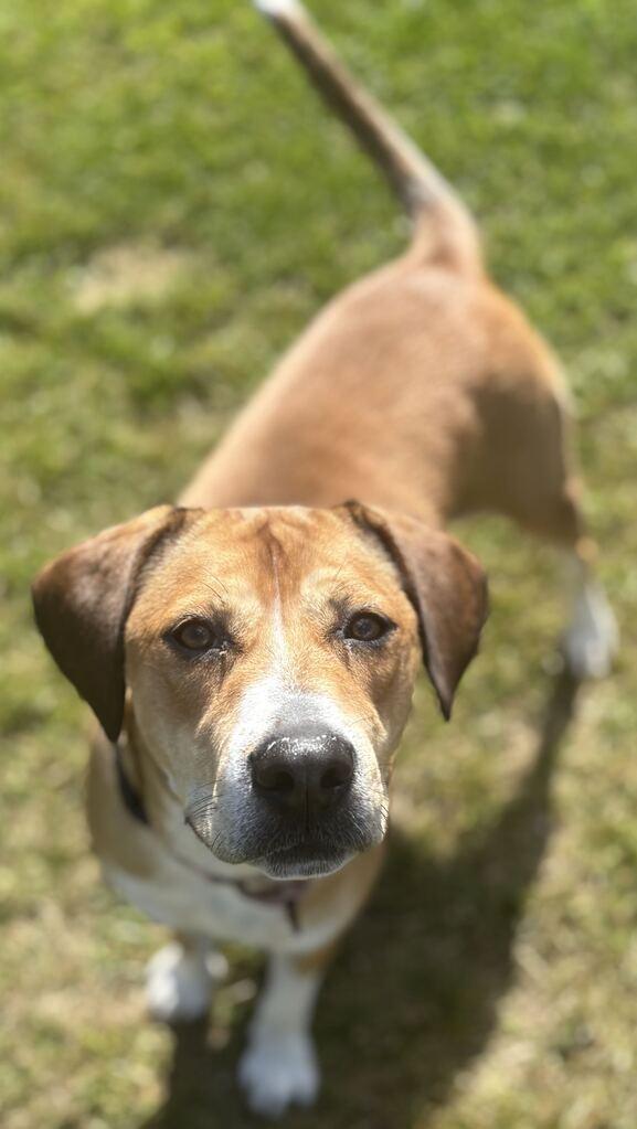 Enlarge Jammy, a Adoptable Hound in Jackson, MI image 3/6