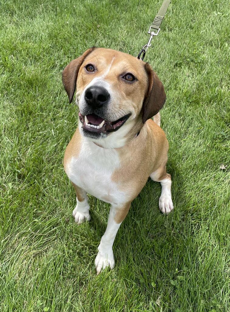 Enlarge Jammy, a Adoptable Hound in Jackson, MI image 4/6