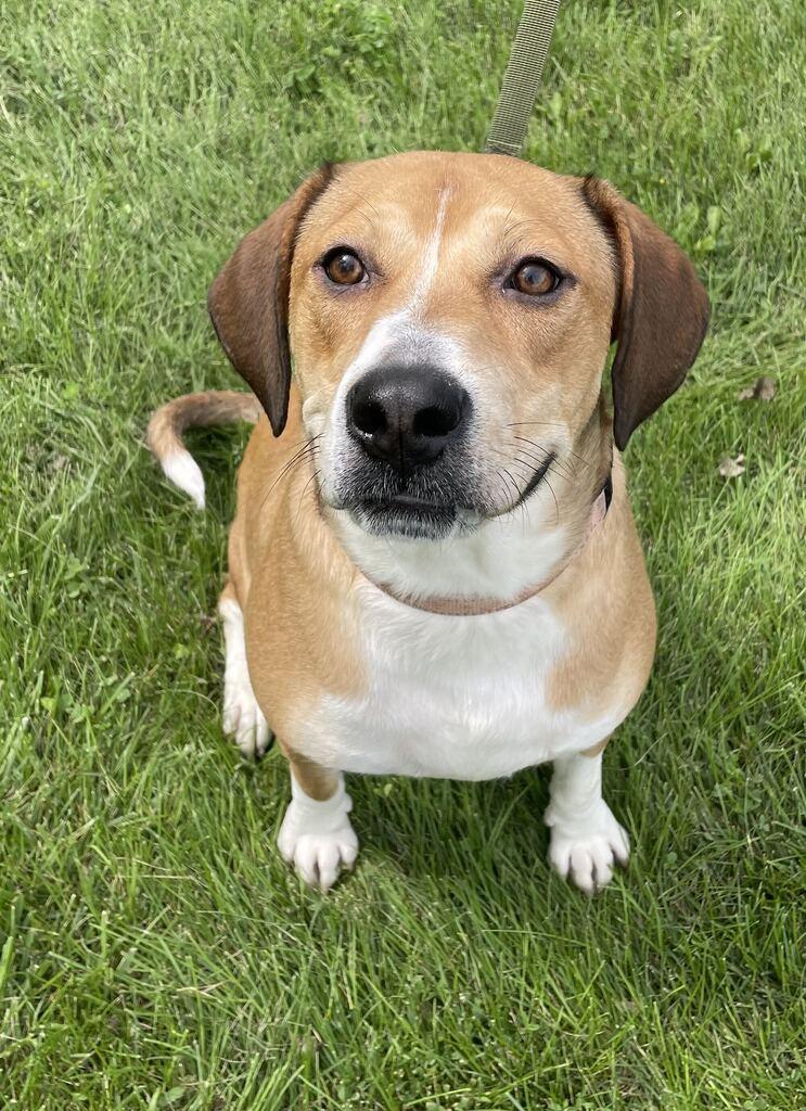 Enlarge Jammy, a Adoptable Hound in Jackson, MI image 5/6