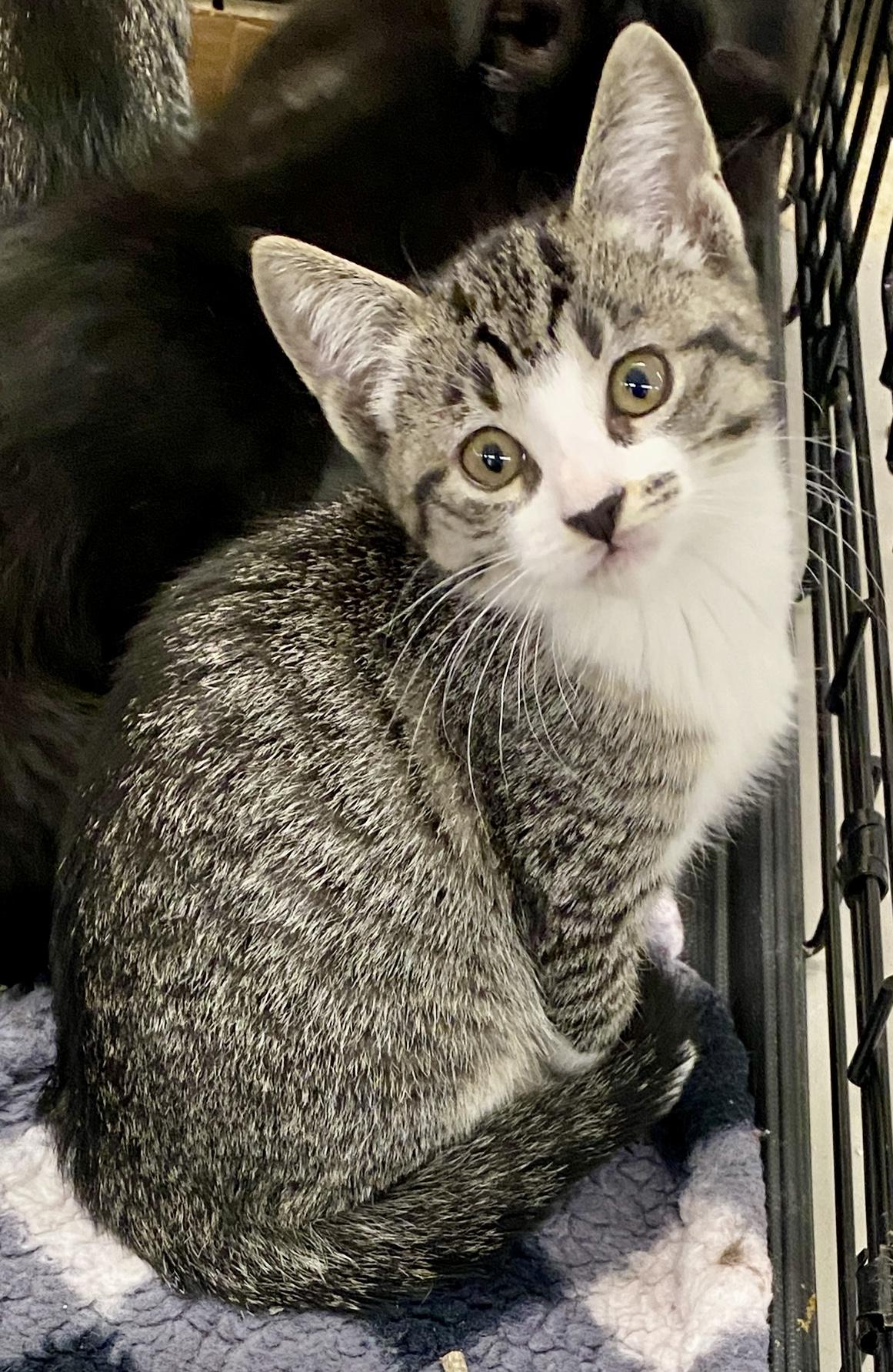 Rian, Adoptable, Kitten Female Domestic Short Hair & Tabby.