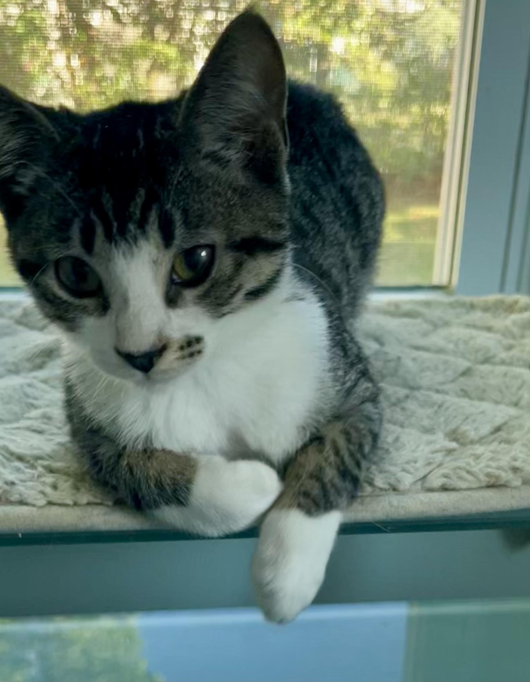 Rian, a Adoptable mixed breed in Red Bank, NJ image 3/3