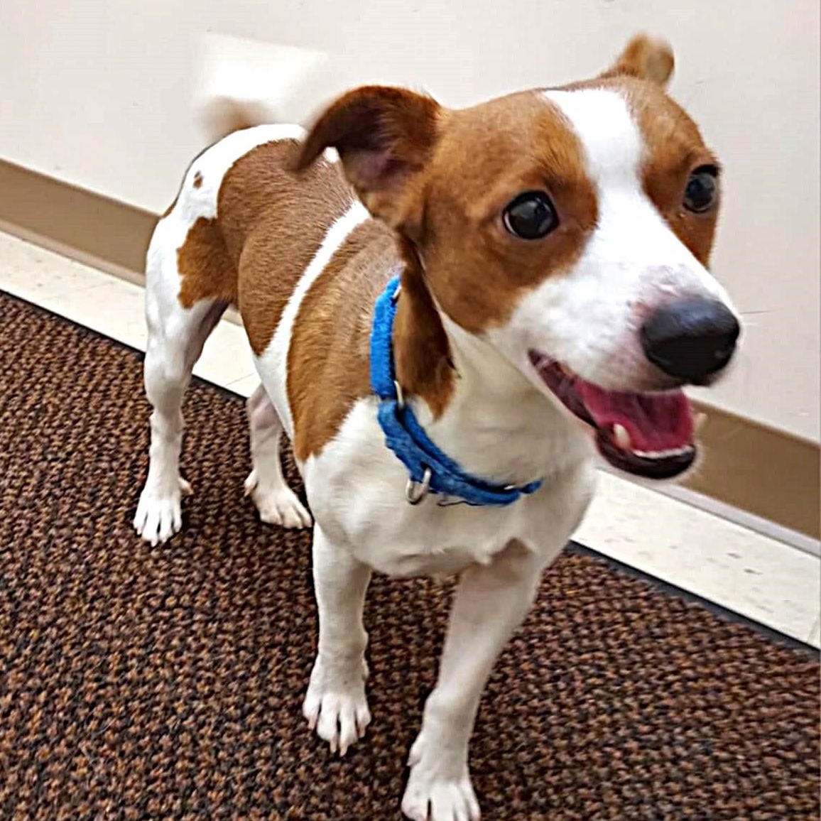 Dallas, a ADOPTABLE mixed breed image 1/5