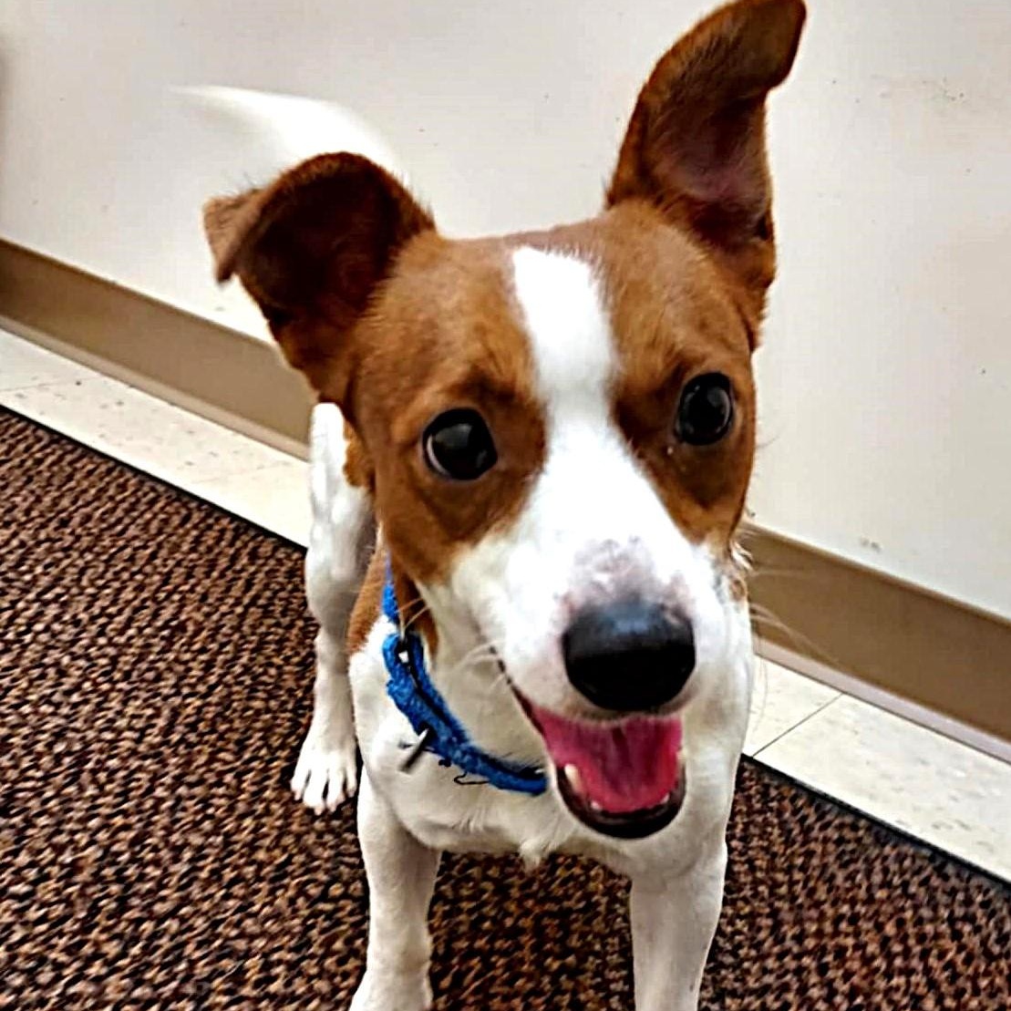 Dallas, a ADOPTABLE mixed breed image 2/5