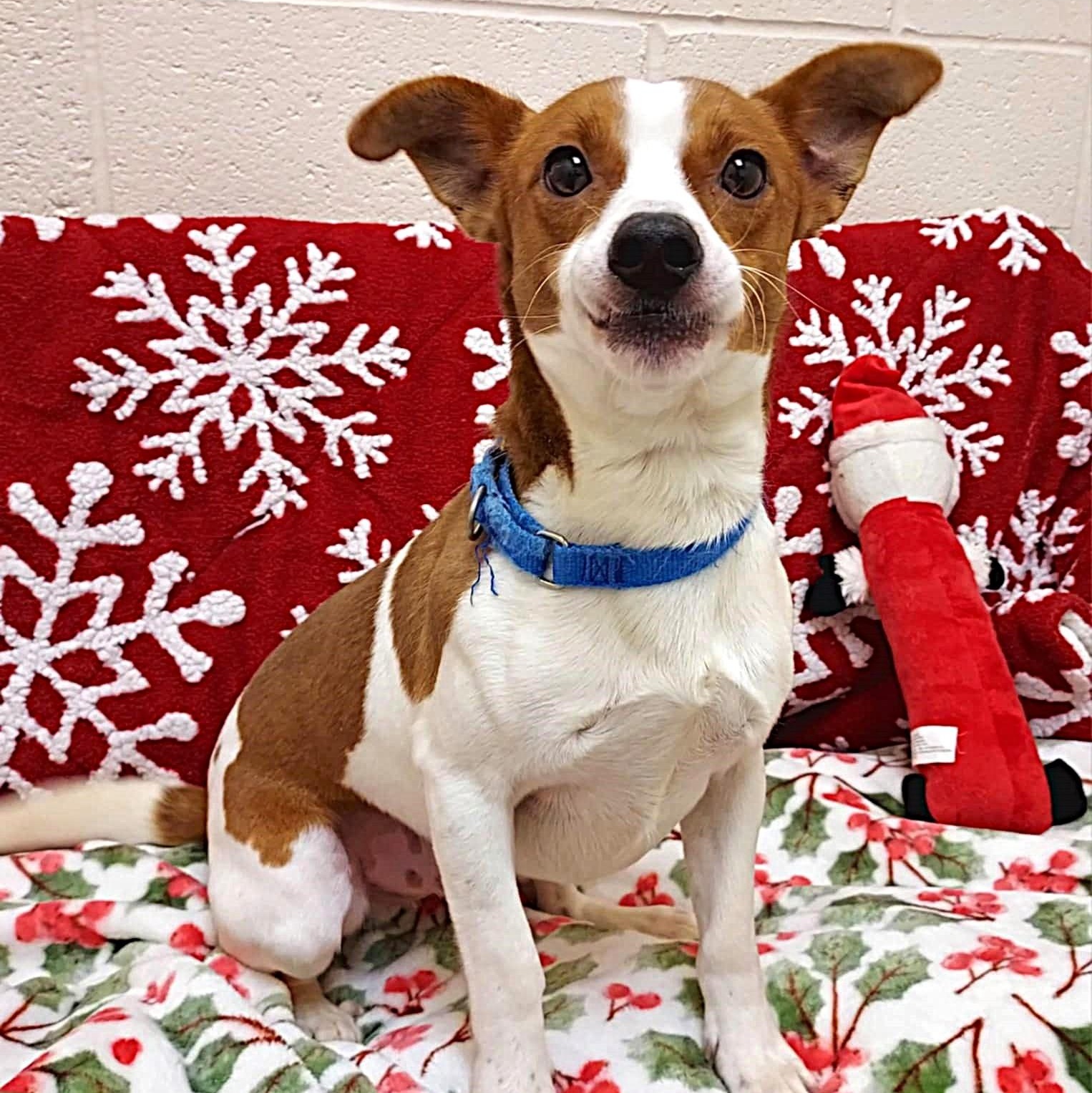 Dallas, a ADOPTABLE mixed breed image 3/5