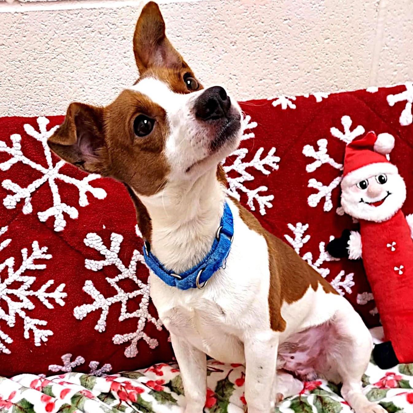 Dallas, a ADOPTABLE mixed breed image 4/5