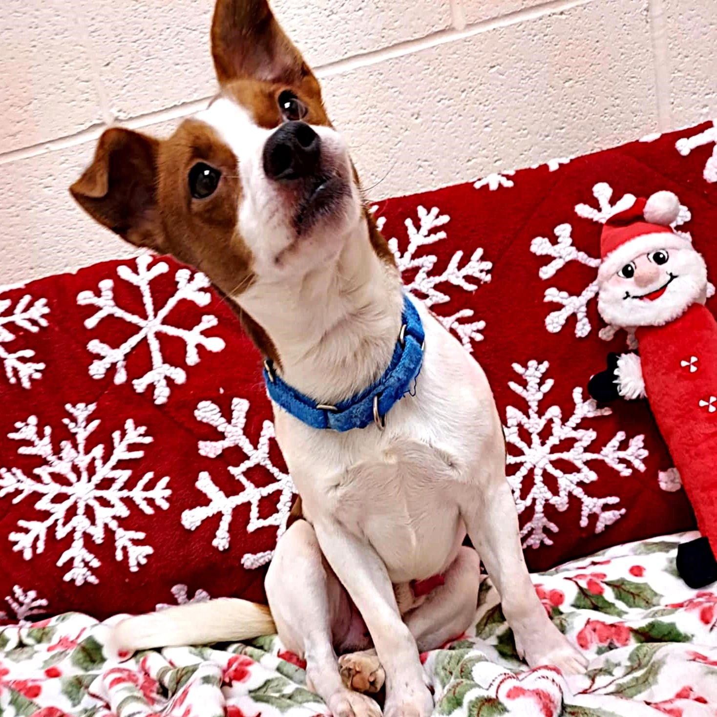 Dallas, a ADOPTABLE mixed breed image 5/5