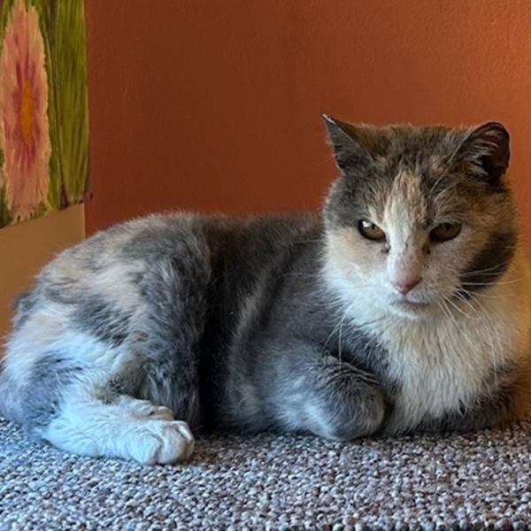 Alice, Adoptable, Senior Female Domestic Short Hair.