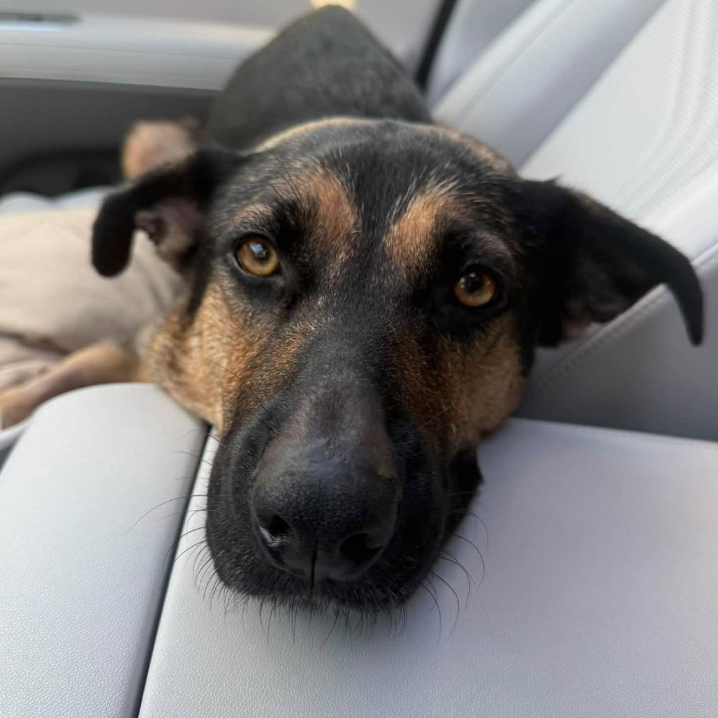 CT Phoenix, Adoptable, Adult Female Shepherd & Mixed Breed.