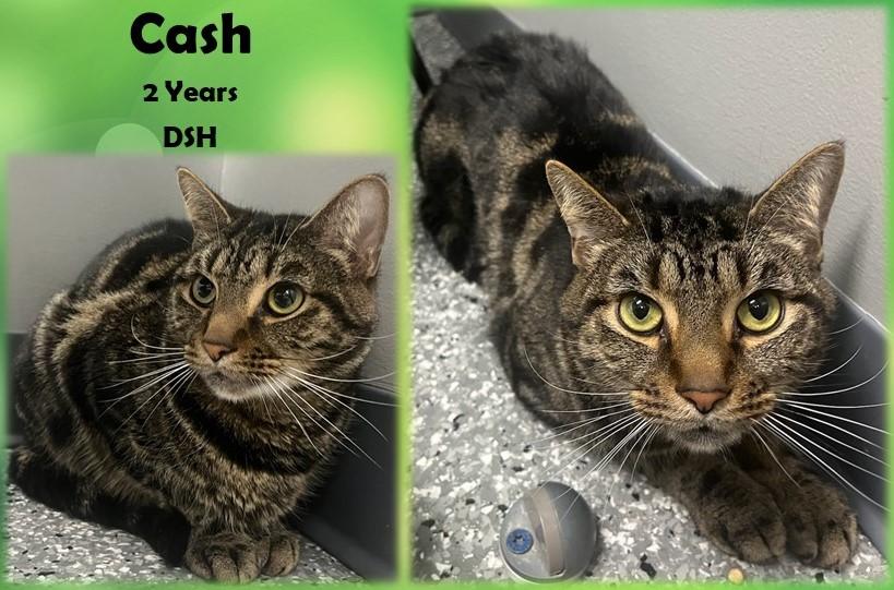 Cash, Adult Male Domestic Short Hair