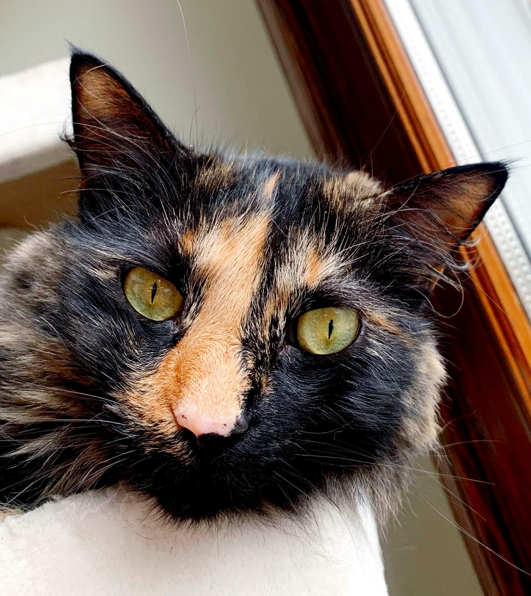 Enlarge Kiki, a ADOPTABLE Tortoiseshell in Pittsburgh, PA image 2/5