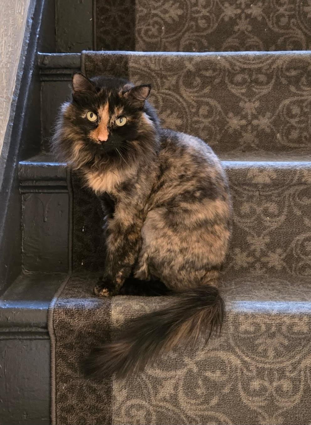 Enlarge Kiki, a ADOPTABLE Tortoiseshell in Pittsburgh, PA image 3/5