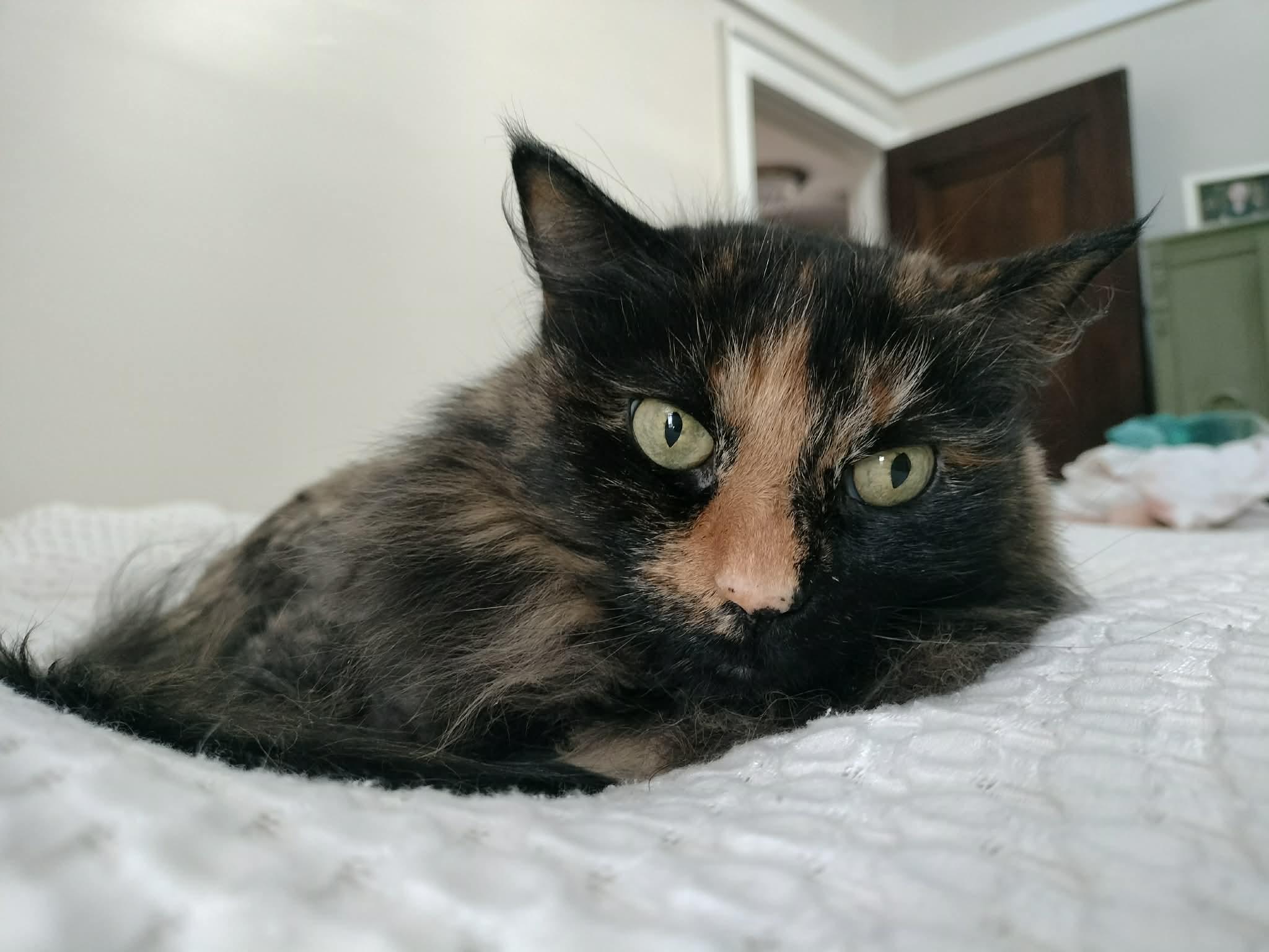 Enlarge Kiki, a ADOPTABLE Tortoiseshell in Pittsburgh, PA image 4/5