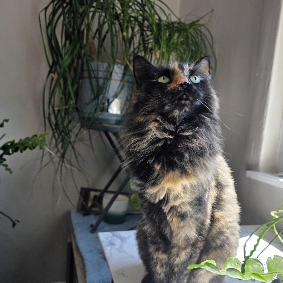 Enlarge Kiki, a ADOPTABLE Tortoiseshell in Pittsburgh, PA image 1/5