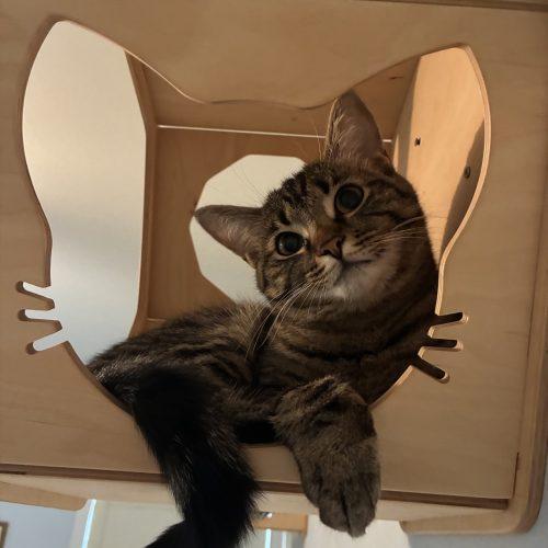 Evelyn, Adoptable, Young Female Domestic Short Hair.