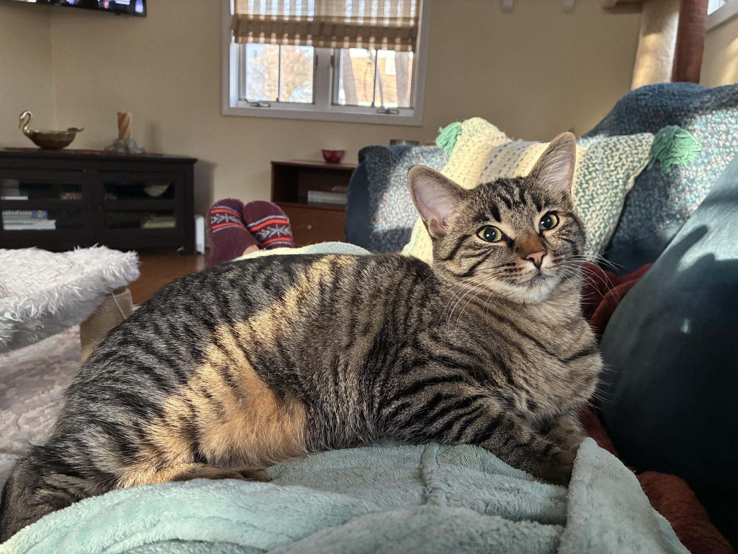 Enlarge Evelyn, a Adoptable Domestic Short Hair in Kenosha, WI image 1/1