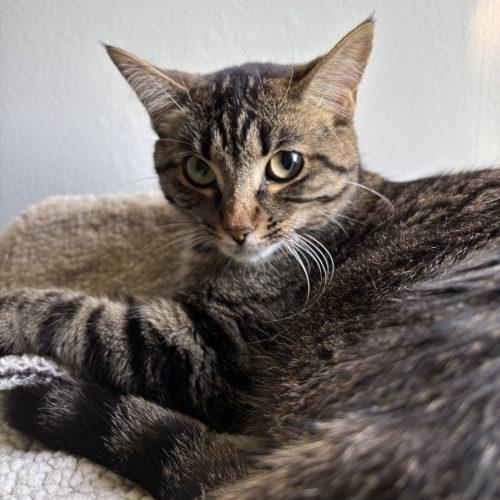 Enlarge Evelyn, a Adoptable Domestic Short Hair in Kenosha, WI image 2/2