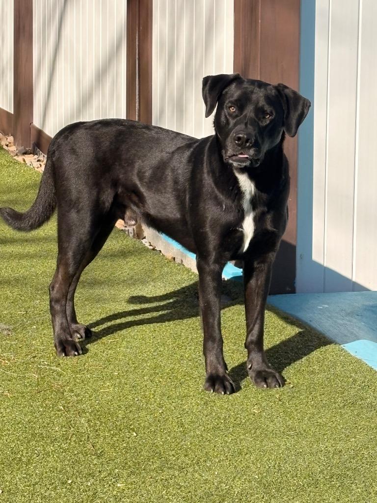 Enlarge Cowboy Charlie, a Adoptable mixed breed in Heber City, UT image 2/2