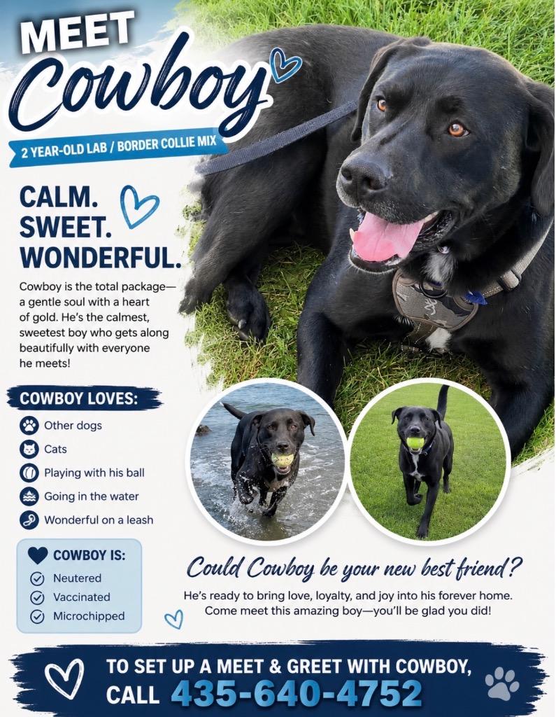 Enlarge Cowboy, a Adoptable mixed breed in Heber City, UT image 3/3