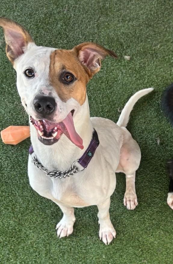 Enlarge Moose, a Adoptable mixed breed in Amelia, OH image 1/5