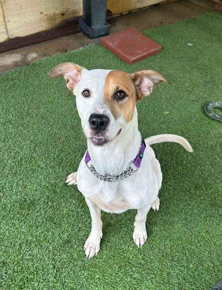 Enlarge Moose, a Adoptable mixed breed in Amelia, OH image 2/5