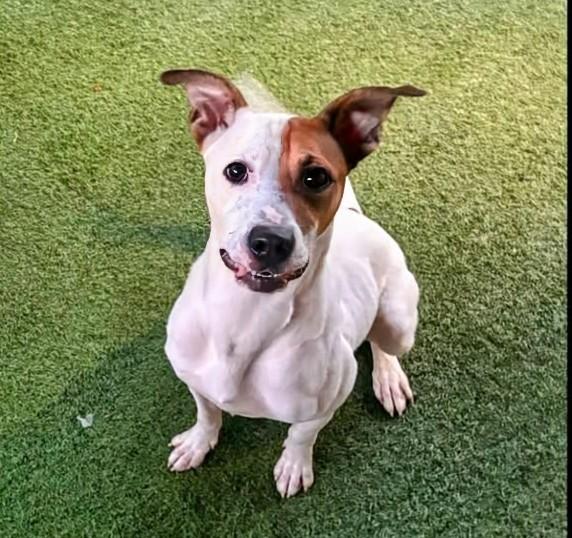 Enlarge Moose, a Adoptable mixed breed in Amelia, OH image 3/5