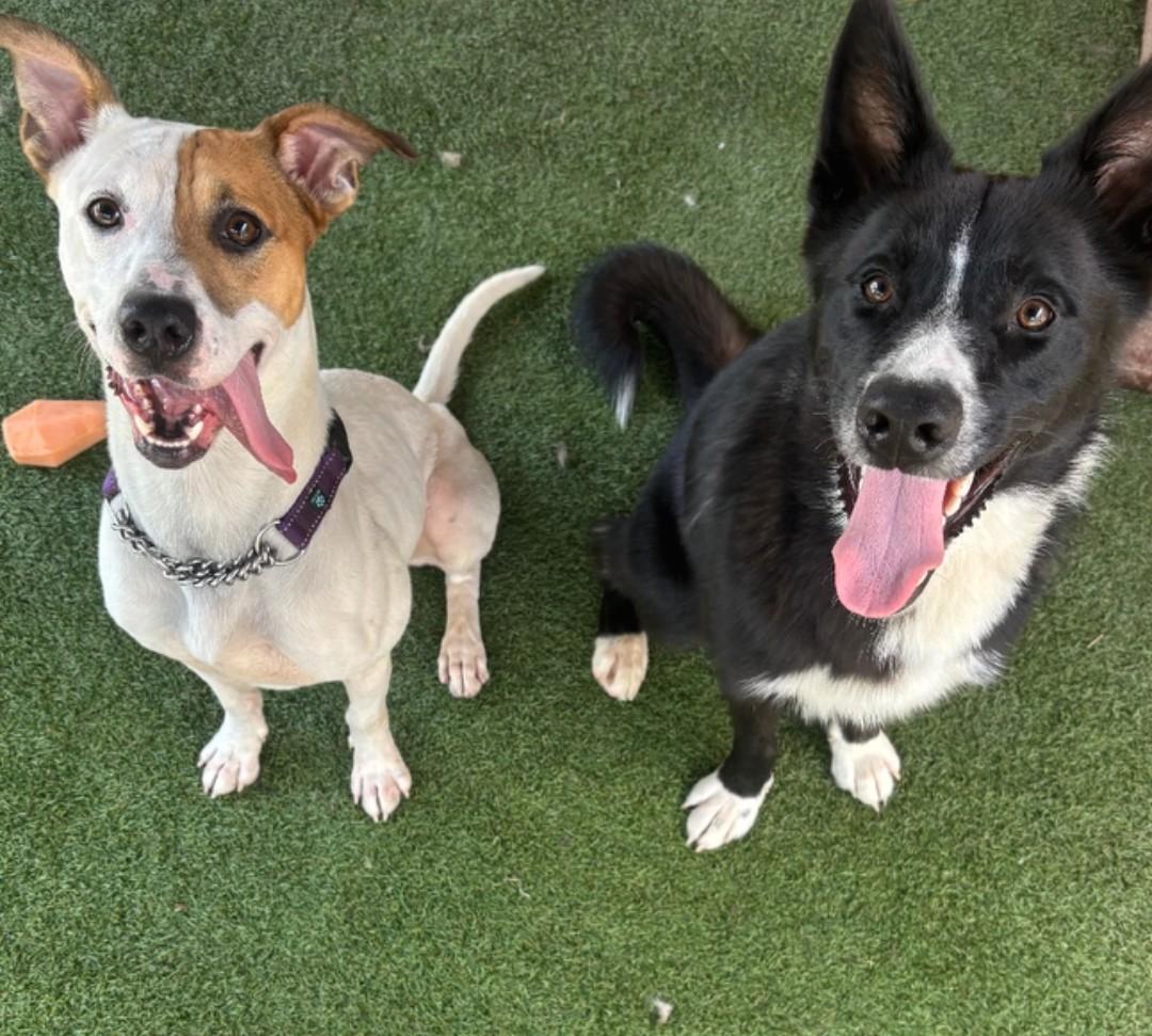 Enlarge Moose, a Adoptable mixed breed in Amelia, OH image 4/5