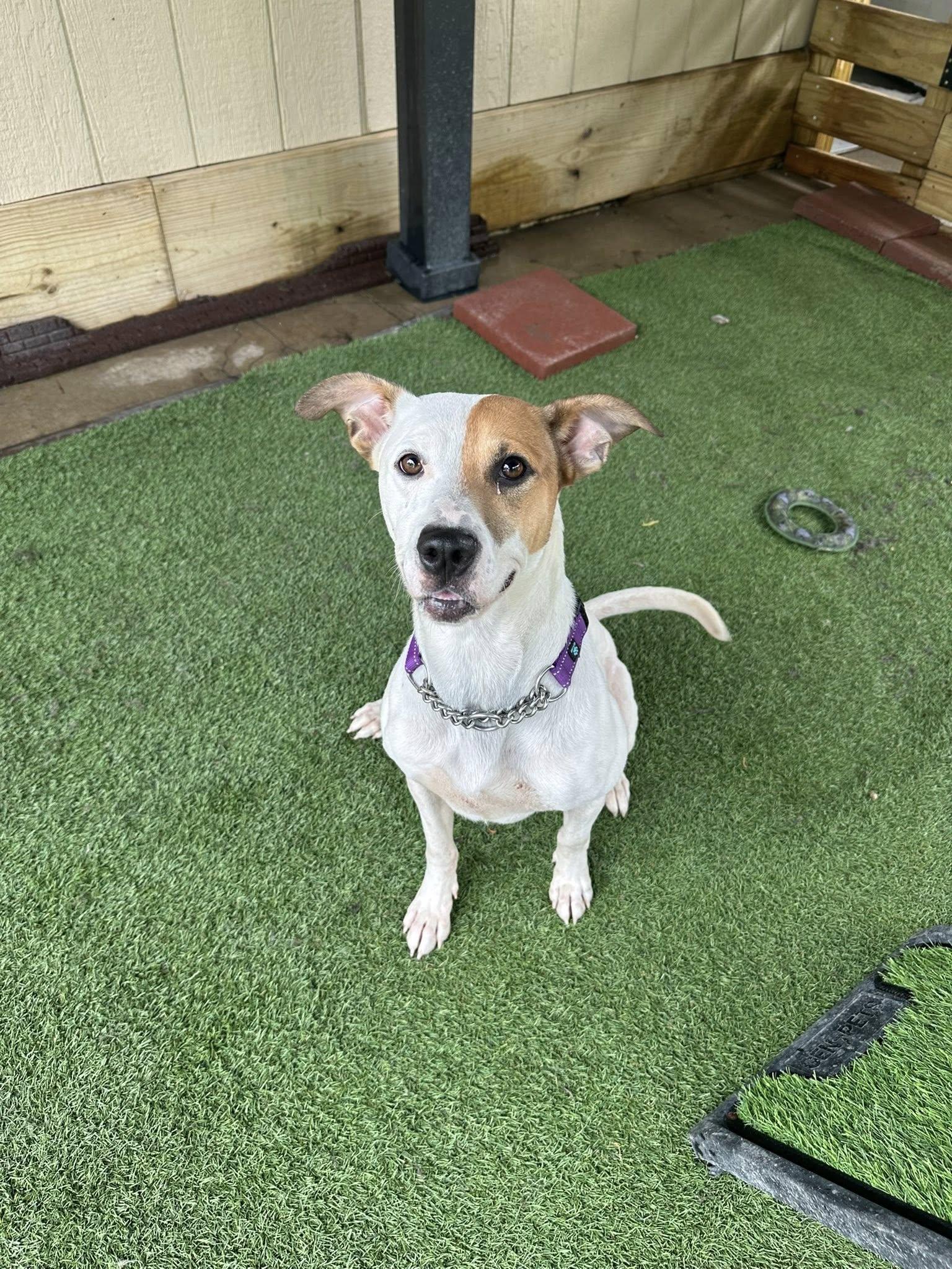 Enlarge Moose, a Adoptable mixed breed in Amelia, OH image 5/5