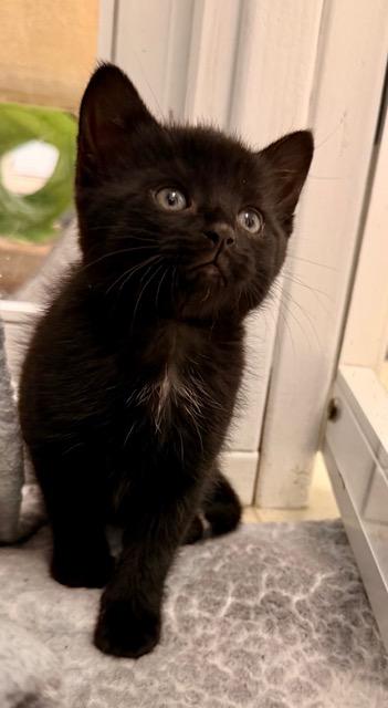 Pontoon, adopted, Kitten Female Domestic Short Hair.