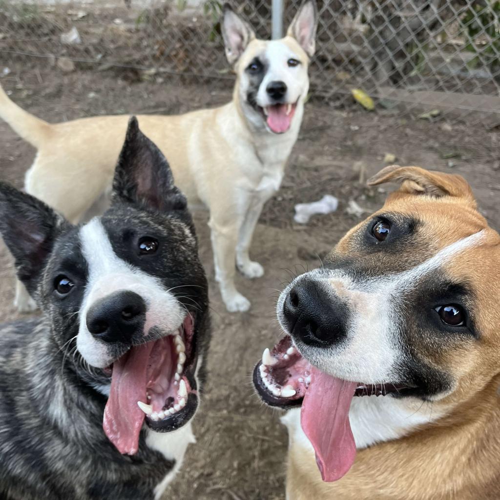 Roo, Adoptable, Adult Female American Staffordshire Terrier.