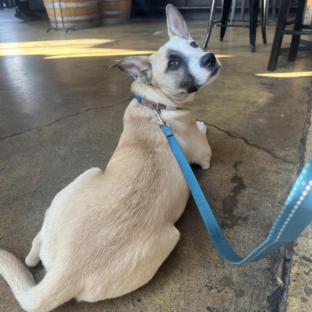 Enlarge Roo, a Adoptable American Staffordshire Terrier in Lompoc, CA image 2/6