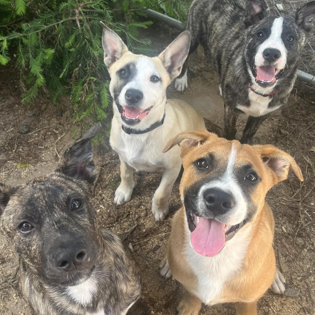 Enlarge Roo, a Adoptable American Staffordshire Terrier in Lompoc, CA image 3/6