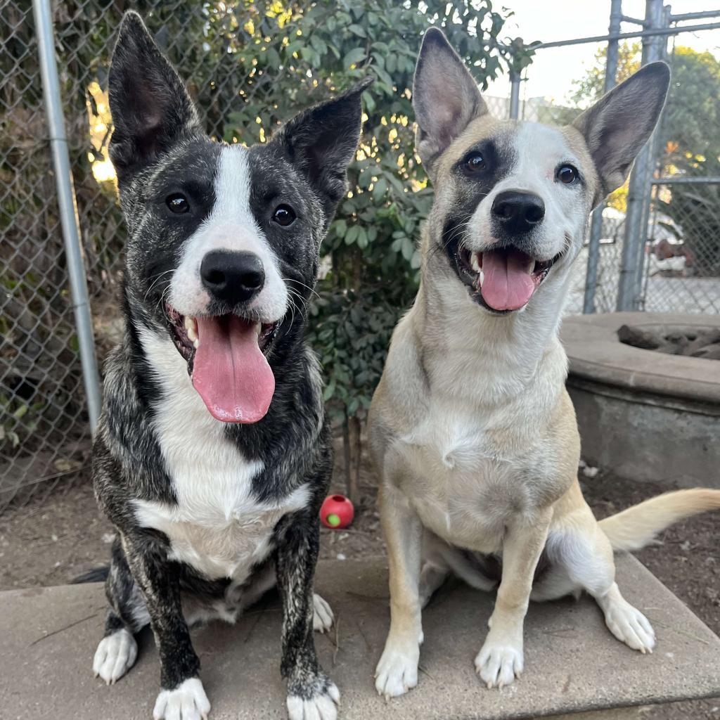 Enlarge Roo, a Adoptable American Staffordshire Terrier in Lompoc, CA image 5/6