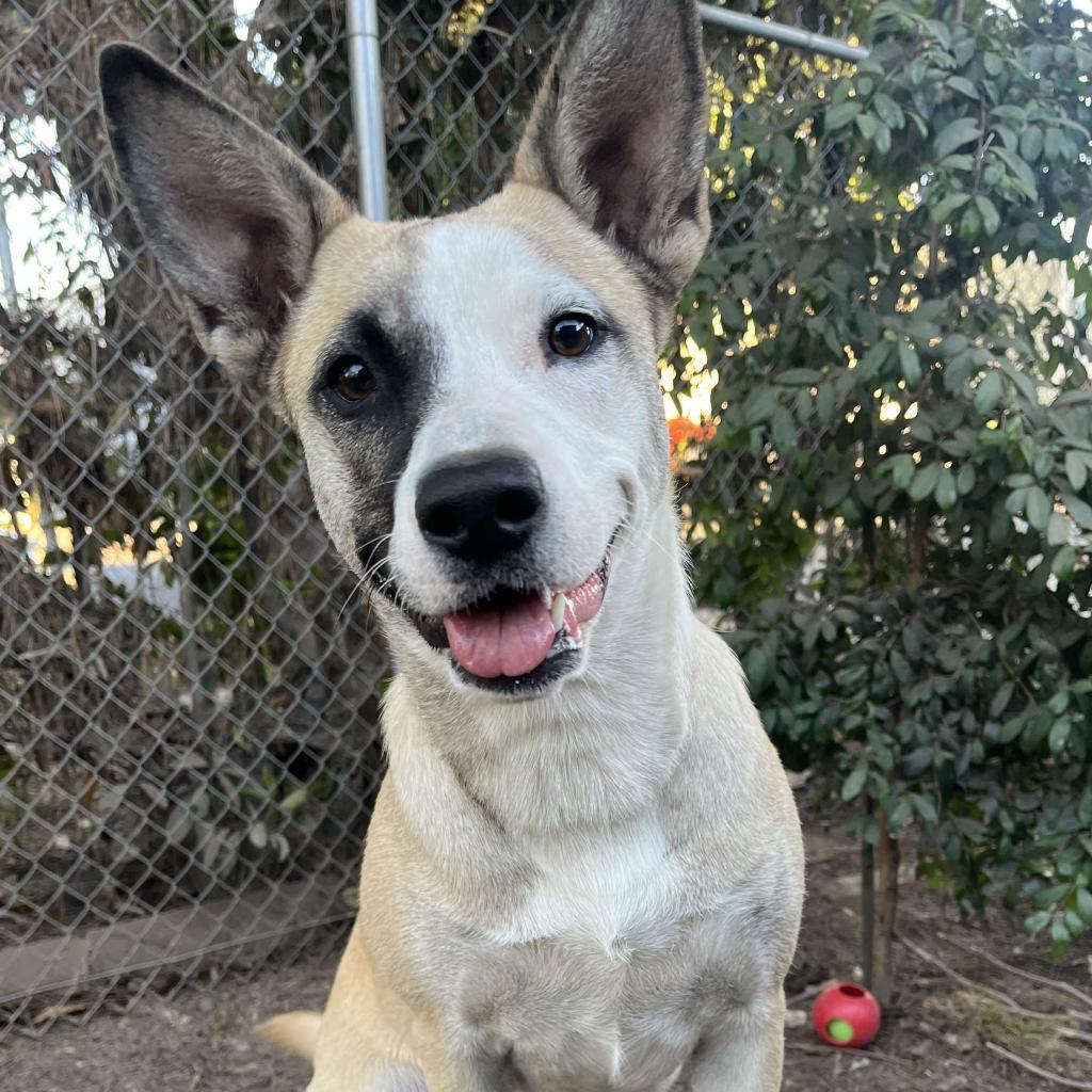 Enlarge Roo, a Adoptable American Staffordshire Terrier in Lompoc, CA image 6/6