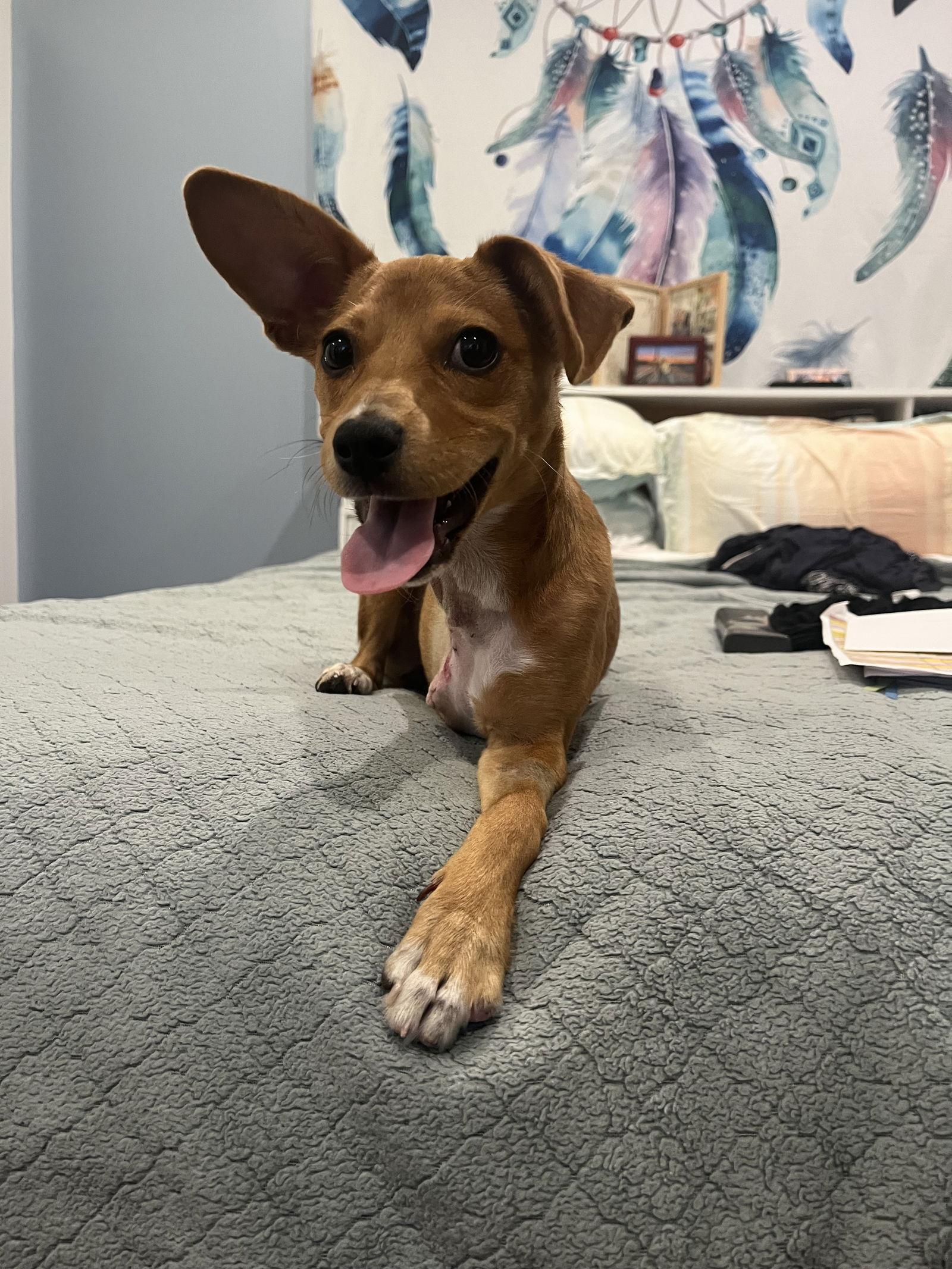 Enlarge Maple, a Adopted mixed breed in San Francisco, CA image 1/3