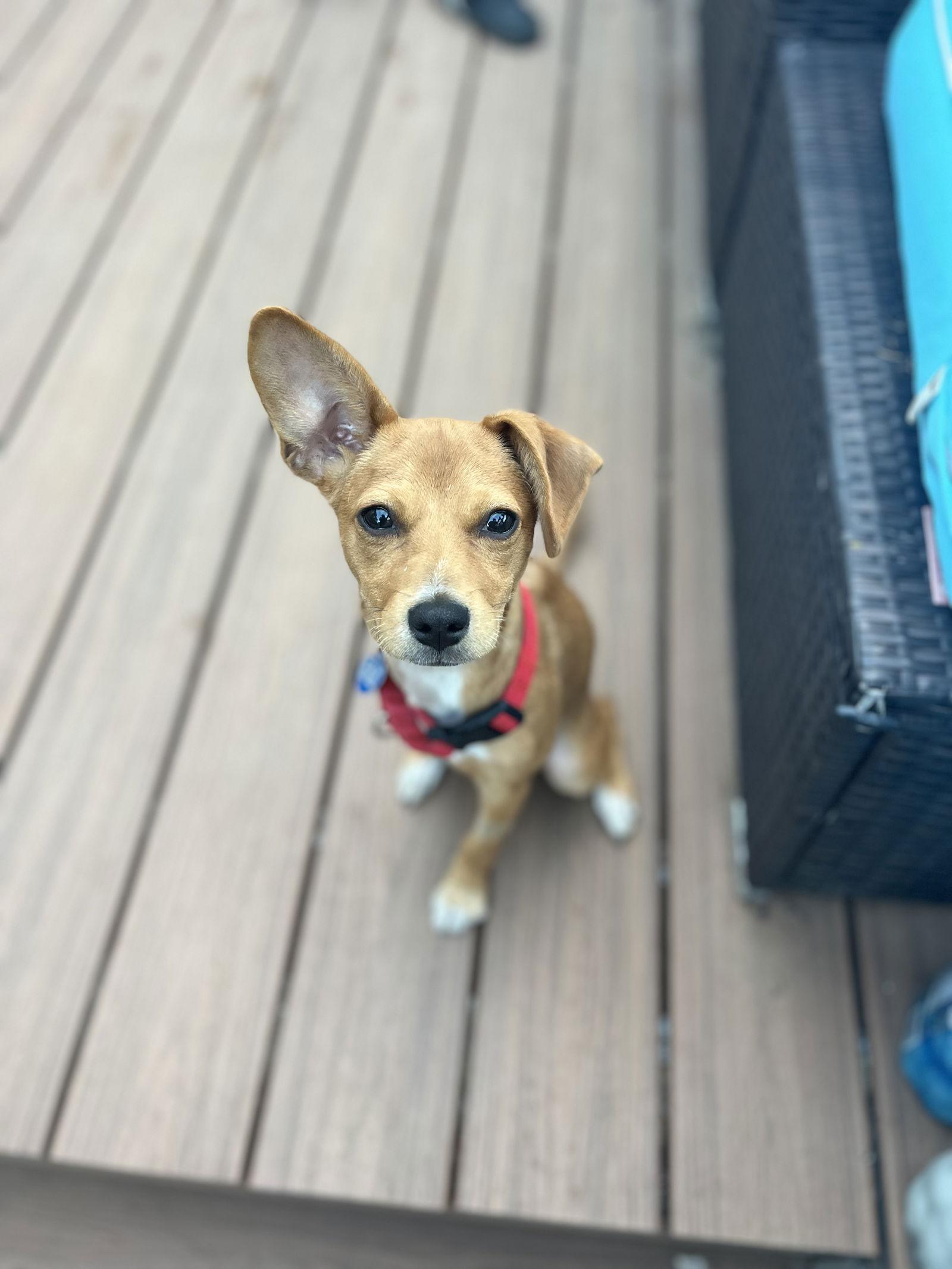 Enlarge Maple, a Adopted mixed breed in San Francisco, CA image 2/3