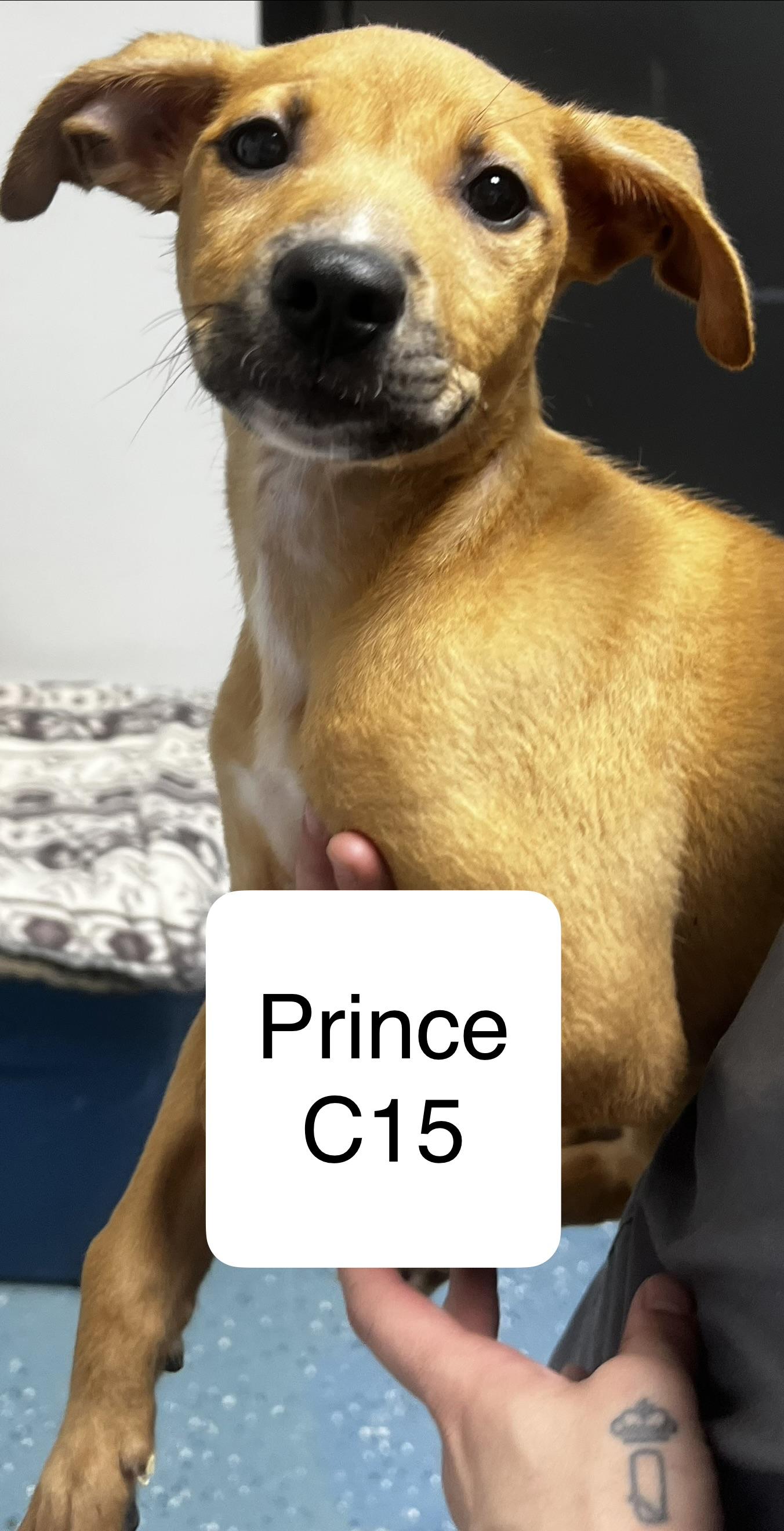 Prince, ADOPTABLE, Puppy Male Chihuahua & Terrier.
