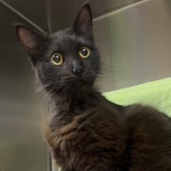 Emery Rose, Adoptable, Adult Female Domestic Medium Hair & Domestic Short Hair.